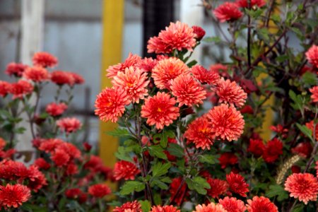 Flower Plant Flowering Plant Chrysanths photo