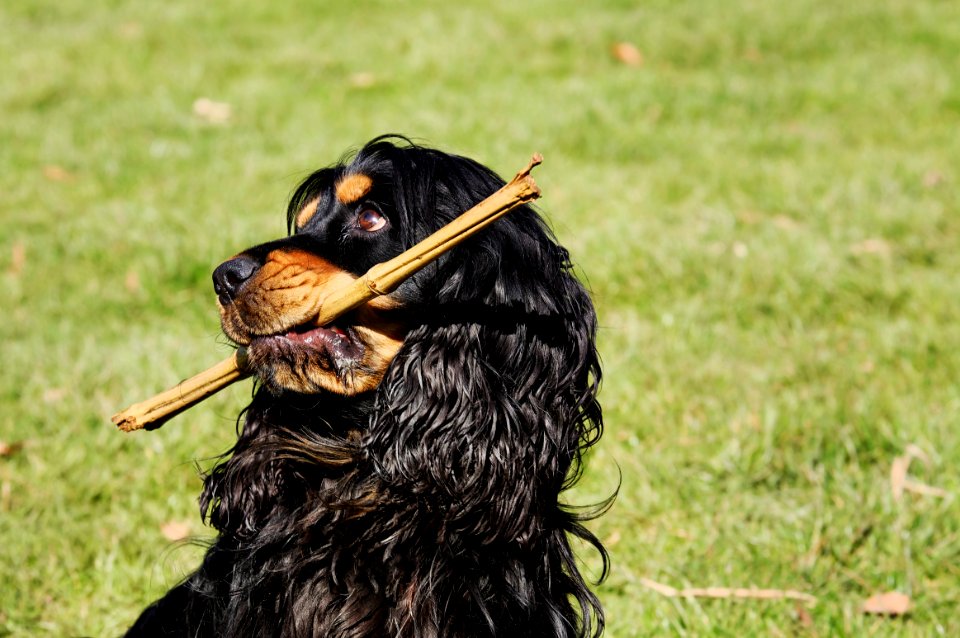 Dog Dog Like Mammal Dog Breed Grass