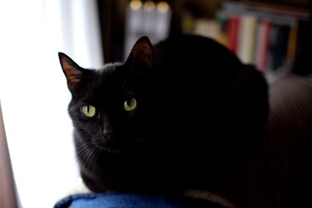 Cat Black Cat Whiskers Mammal