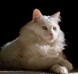Cat White Small To Medium Sized Cats Mammal photo