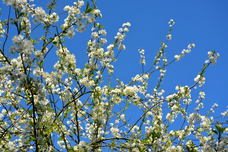 Sky Blossom Branch Tree