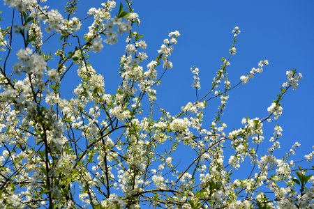 Sky Blossom Branch Tree photo