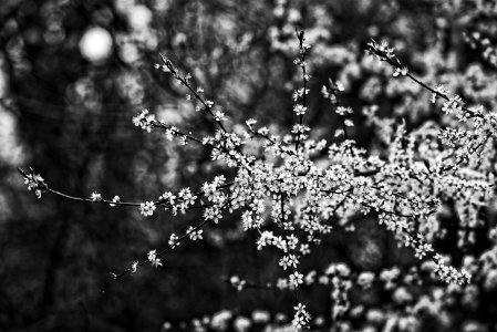 Black And White Nature Branch Monochrome Photography photo