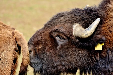 Bison Cattle Like Mammal Terrestrial Animal Wildlife
