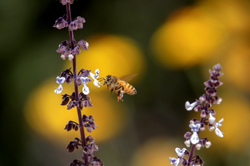 Honey Bee Bee Nectar Insect photo