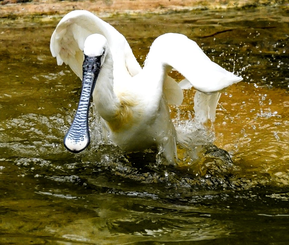 Bird Swan Water Bird Fauna