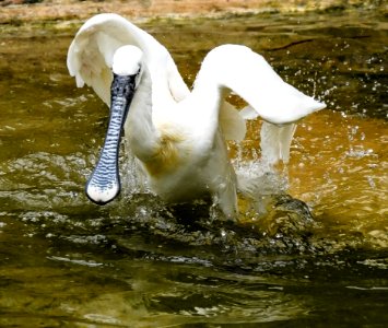Bird Swan Water Bird Fauna