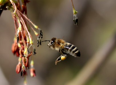 Insect Bee Honey Bee Membrane Winged Insect photo