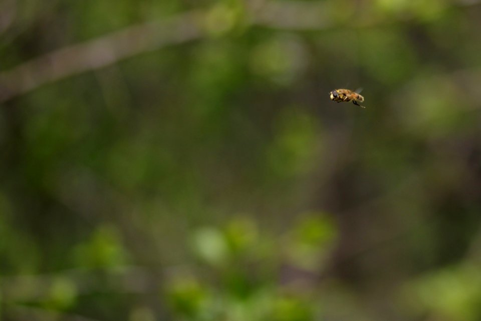 Fauna Insect Wildlife Close Up