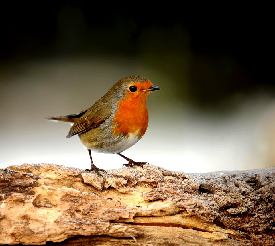 Bird European Robin Fauna Beak