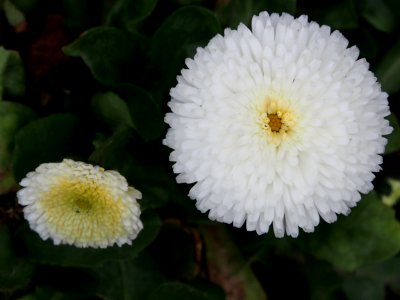Flower Daisy Daisy Family Chrysanths photo