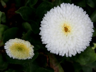 Flower Daisy Daisy Family Chrysanths
