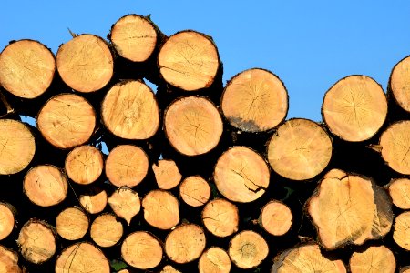 Wood Lumber Tree