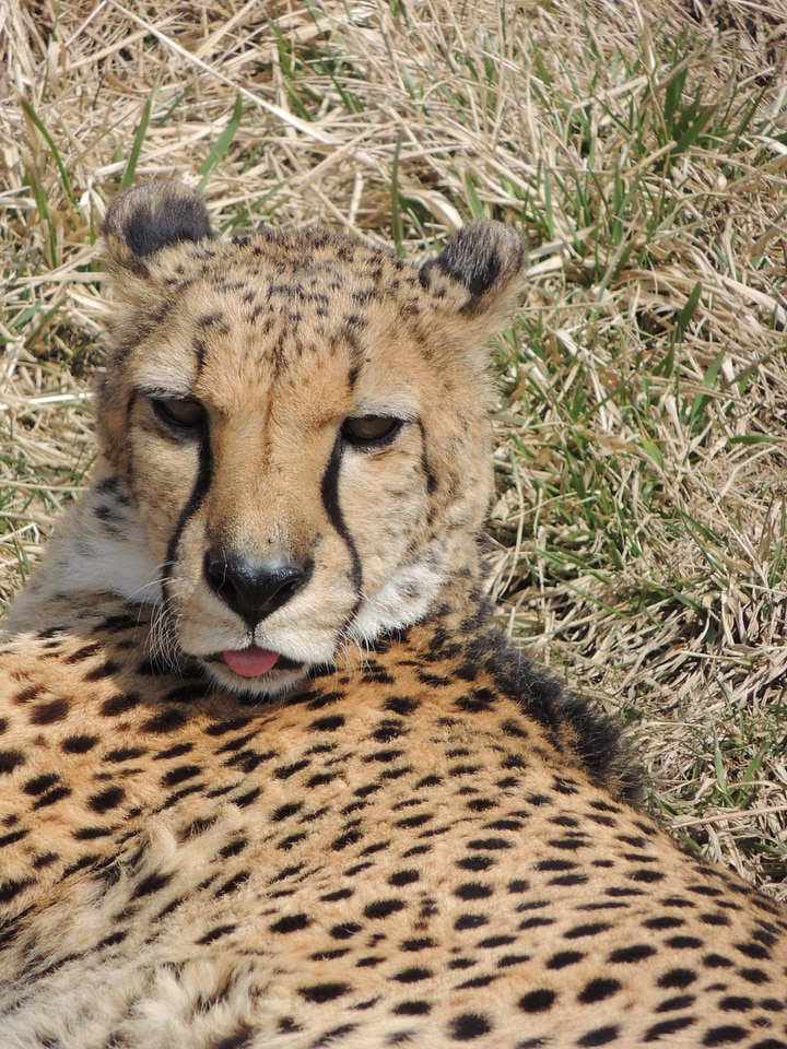 Animal safari outdoors