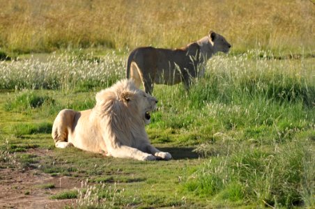 Wildlife Lion Grassland Ecosystem photo