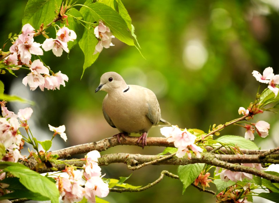Bird Branch Beak Blossom