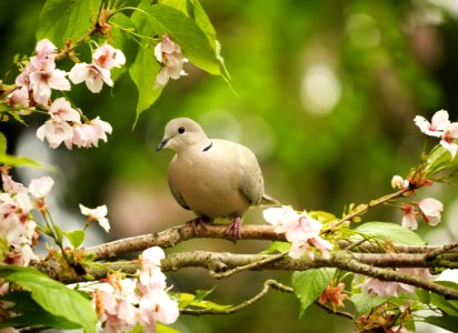 Bird Branch Beak Blossom