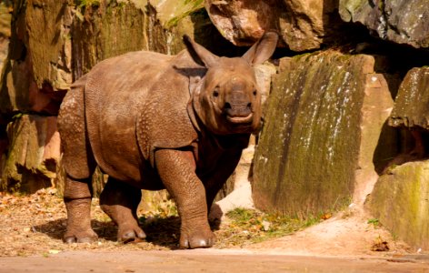 Rhinoceros Terrestrial Animal Mammal Fauna photo