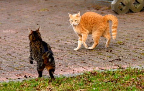 Cat Fauna Mammal Small To Medium Sized Cats photo