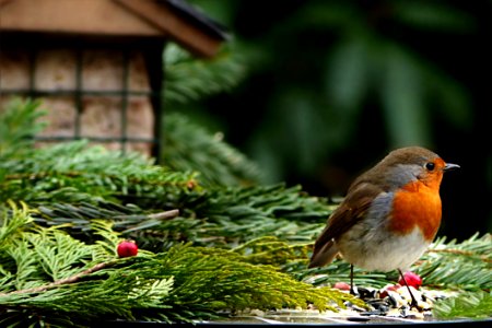 Bird European Robin Beak Branch photo