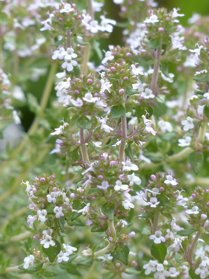 Thymus vulgaris roman thyme kuttelkraut