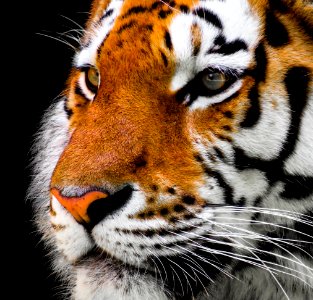 Wildlife Tiger Whiskers Mammal photo