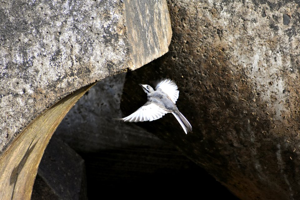 Bird Fauna Beak Wing