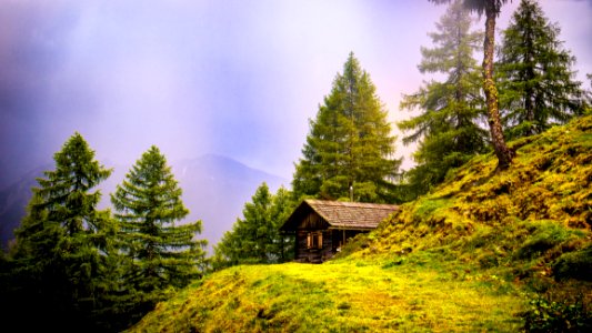 Nature Tree Sky Wilderness photo