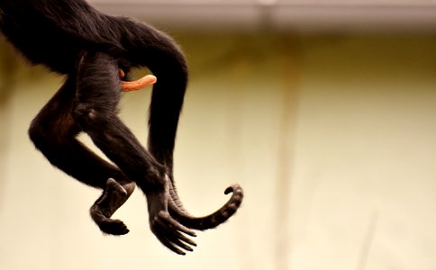 Fauna Primate Tail Fur