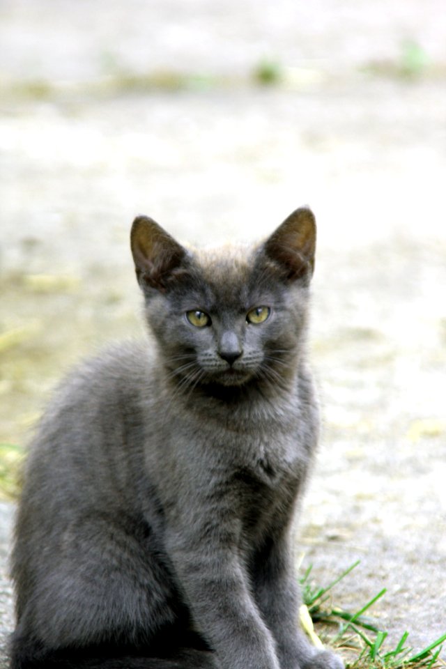 Cat Mammal Small To Medium Sized Cats Fauna