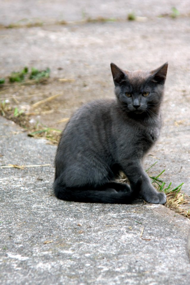 Cat Fauna Mammal Small To Medium Sized Cats