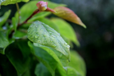 Shallow Focus Photography Of Leaf With Water Droplets photo