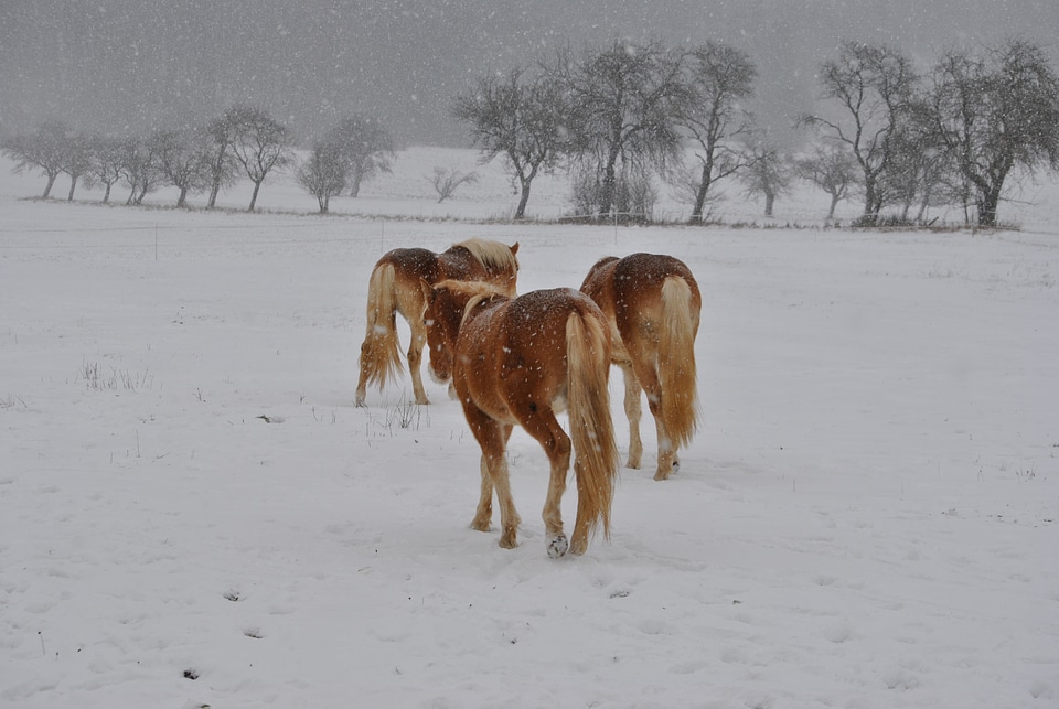 Haflinger winter snow