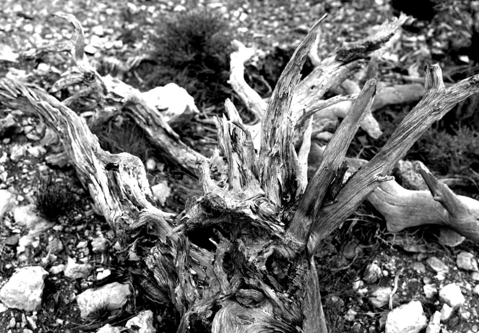Grayscale Photography Of Driftwood