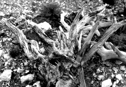Grayscale Photography Of Driftwood photo