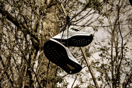 Pair Of Grey Low-top Sneakers Hanged On Tree photo