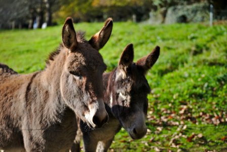 Two Brown Donkeys photo