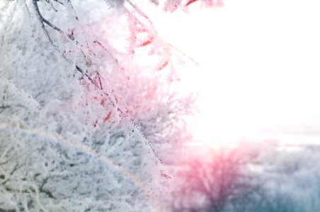 Snow Covered Tree