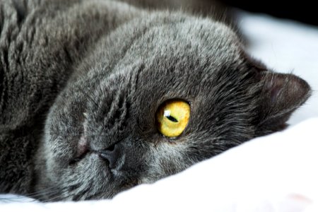 Close Up Photo Of Black Cat photo