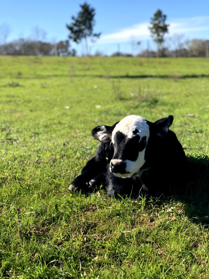 Black And White Calf On Green Grass Field