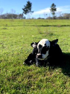 Black And White Calf On Green Grass Field photo
