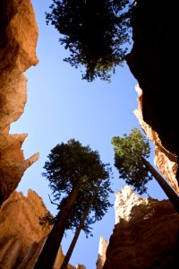 Worms Eye View Photography Of Trees And Rock Formation photo