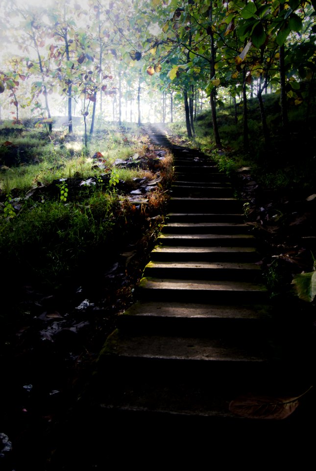 Gray Concrete Stairs Leading To Trees