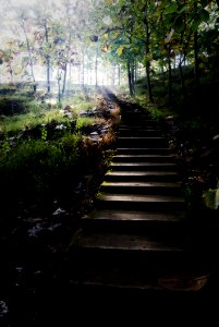 Gray Concrete Stairs Leading To Trees