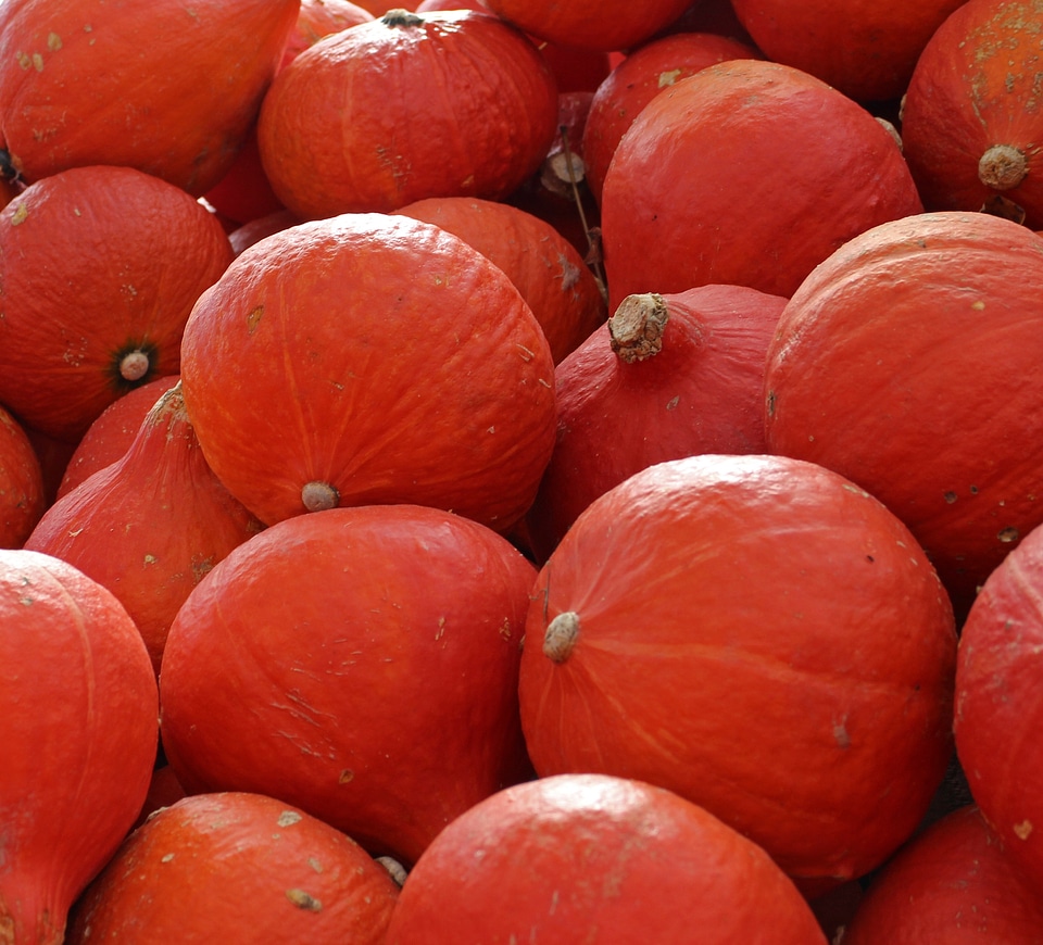 October harvest vegetables