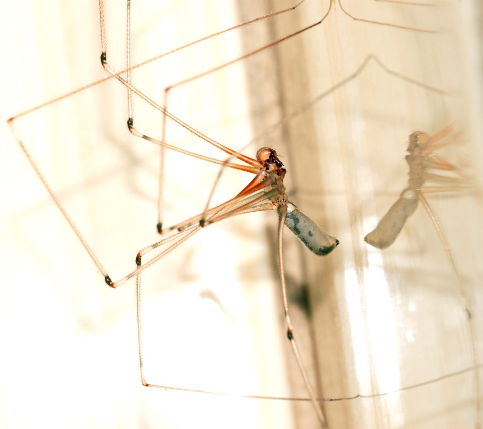 Cellar Spider Closeup Photography