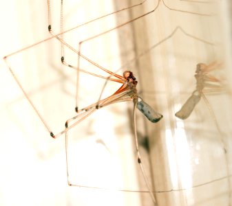 Cellar Spider Closeup Photography