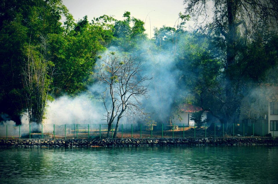 Trees Near Body Of Water