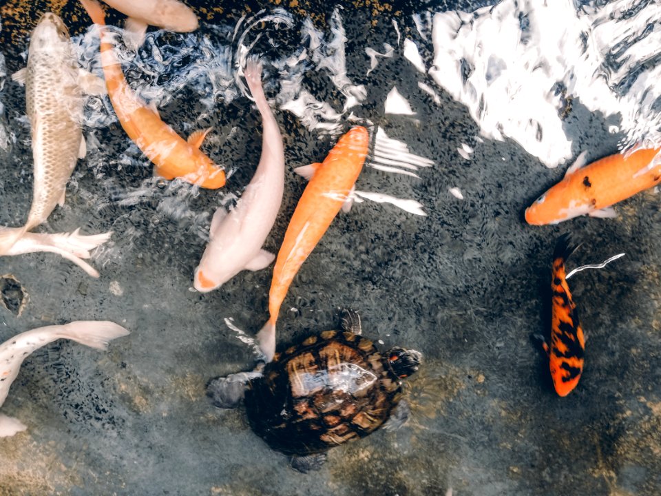 Koi Fish And Turtle