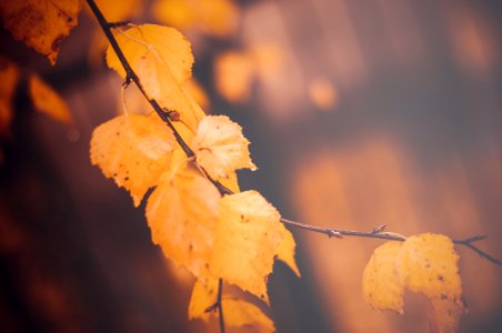 Shallow Focus Photography Of Brown Leaves
